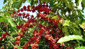 CODOCAFE realiza seminario â??Hacia una Política de Desarrollo Cafeteroâ?   