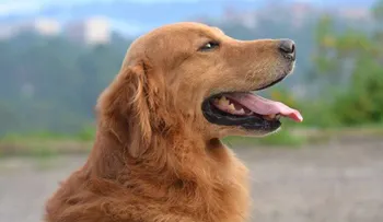 ¿Viajar en avión con un perro? Consejos para que tu mascota vuele segura