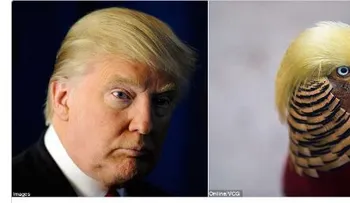 La noticia de un pájaro rarísimo con "peinado" de Trump recorre el MUNDO (VIDEO)