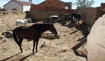 Como en el Viejo Oeste: un granjero a caballo captura a un ladrón de bicicletas con un lazo 