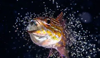 Finalistas del Fotógrafo Oceánico del Año 2026 destacan diversidad y fragilidad de los mares