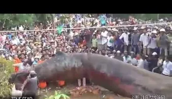 Aparece en Camboya IMPRESIONANTE! gusano gigante (VIDEO)