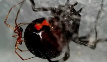 Poblana podría morir por picadura de viuda negra