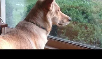 Este perro mira por la ventana todos los días..  ¡Dios mio!