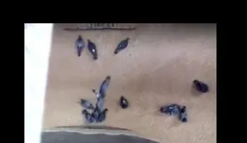 Un molino "se traga" a palomas vivas mientras procesa el grano (VIDEO)