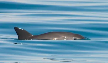 La Unesco le da un año de plazo a México para proteger a la vaquita marina