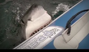 Video: Tiburón blanco ataca bote con turistas
