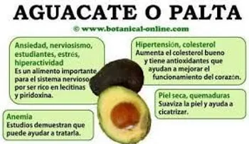 Las grasas del aguacate son buenas para la salud; descubre seis beneficios 