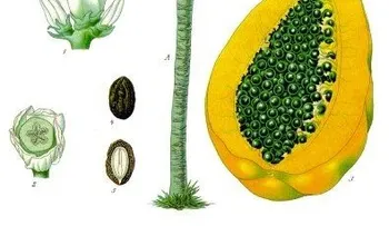 10 razones para comer papaya (Lechoza), todos los días