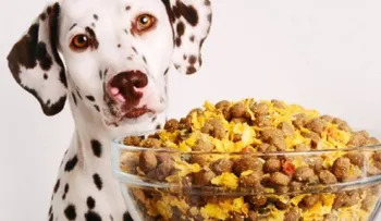 Cocina casera para perros: cinco recetas rápidas, saludables y baratas
