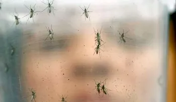 Datos sobre el ensayo con mosquitos Aedes aegypti modificados en Florida