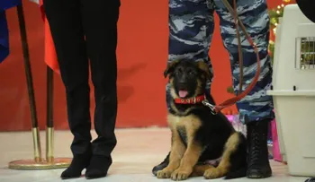 Rusia le regala un cachorro a Francia para remplazar al perro policía que murió en Saint Denis