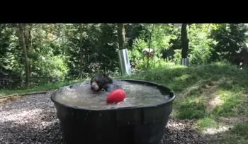 El refrescante baño de Takoda, el oso "amigo de todos"