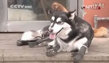 Video: Perro vuelve a caminar luego de perder sus 4 patas