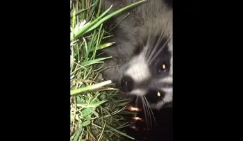 La noticia que recorre el MUNDO: Un mapache roba un teléfono y se graba en un VIDEO