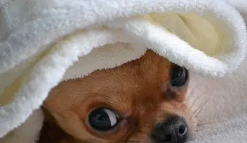 10 cosas sencillas fortalecen defensas de tu perro