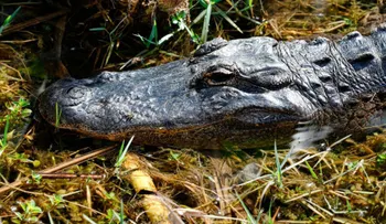 Autoridades en México buscan a un cocodrilo que se habría comido a un hombre