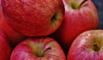 La manzana aporta vitaminas B1 y B6, que evitan el agotamiento mental y refuerzan la memoria