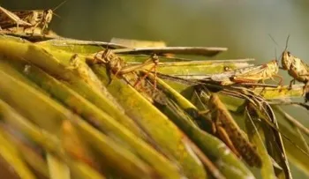 Argentina lucha contra plaga de langostas; su peor en décadas