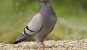 Las heces de palomas pueden causar asma y bronquitis crónica