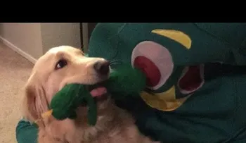 La alegría del perro no tiene precio. Mira por qué 