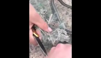 Rescatan una serpiente y quedan con la boca abierta (Video)