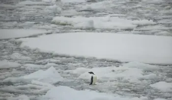 Colapso en la Antártica puede provocar "impacto biológico" en la zona