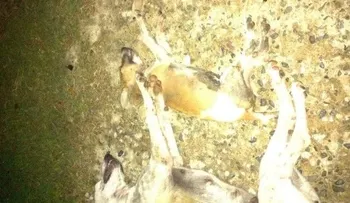 Envenenan 19 perros y 8 gatos en la Feria Ganadera