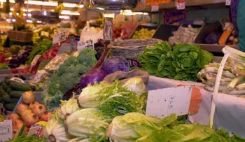  ¿Qué aportan a nuestro organismo las hortalizas de hojas verde ?