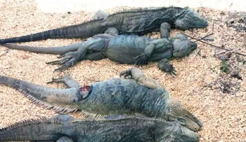 Denuncian depredación iguanas y cocodrilos lago Enriquillo