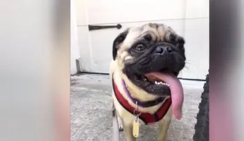 Un perro pug es el primero en dar positivo de coronavirus en EEUU. El padre de la familia trabaja en un hospital