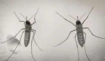 Aprueban la primera prueba comercializable para detectar el zika