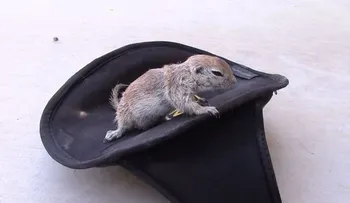 Video: Salva a una ardilla con reanimación cardiopulmonar