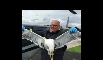 Una gaviota choca contra un helicóptero y solo uno de ellos sobrevive tras la colisión