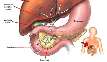 9 cosas INCREIBLES que tu hígado puede hacer sólo si está sano