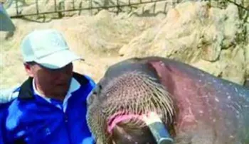 Una morsa ahoga a un hombre que quiso tomarse una selfie con ella