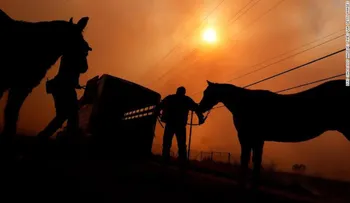 Decenas de caballos mueren en los incendios del sur de California