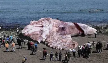 ¿Calamar gigante de 48 metros en playa de California