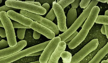 Inmortal: descubren una bacteria resistente a todo tipo de medicación