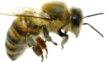 Miles de abejas matan a jardinero en Arizona