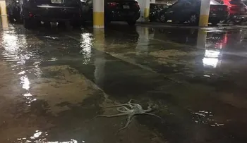 Aparición de pulpos en lugares insólitos de Miami   