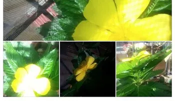 Una hermosa flor