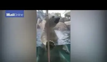 Un oso polar de un zoo de Missouri trata de comerse a un bebé (VIDEO)