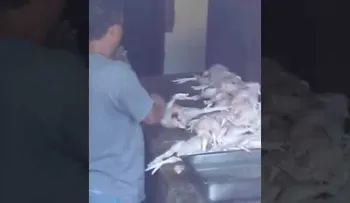 Metanlo preso: Le inyecta aguas a los pollos para que pesen más
