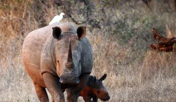 Guerra del rinoceronte: dentro de la difícil lucha de Sudáfrica contra la caza furtiva