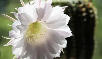 Las sorprendentes propiedades del espino blanco, conocida como la planta del corazón