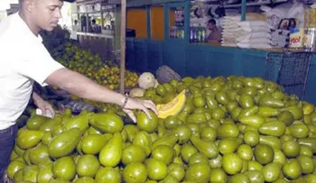 Aguacates de RD serán comprados por Canadá luego de veda USA 