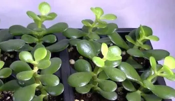 Esta planta en tu hogar sirve de imán para el dinero y atrae la energía positiva