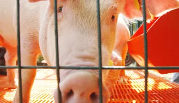 ¿Proyecto revolucionario o falta de ética? En EE.UU. crean híbridos de humanos y animales