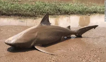 ¿Shark-nado? El ciclón Debbie arrastró un tiburón hasta la calle